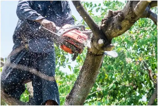 tree services Johnston